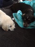 Benny and Higgins 